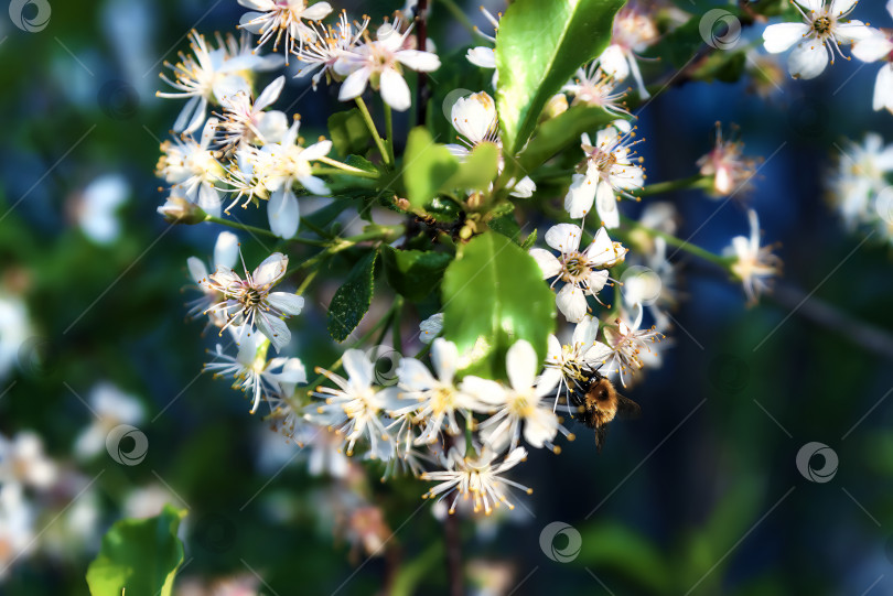 Скачать Весеннее утро, эксклюзивный завтрак bee фотосток Ozero