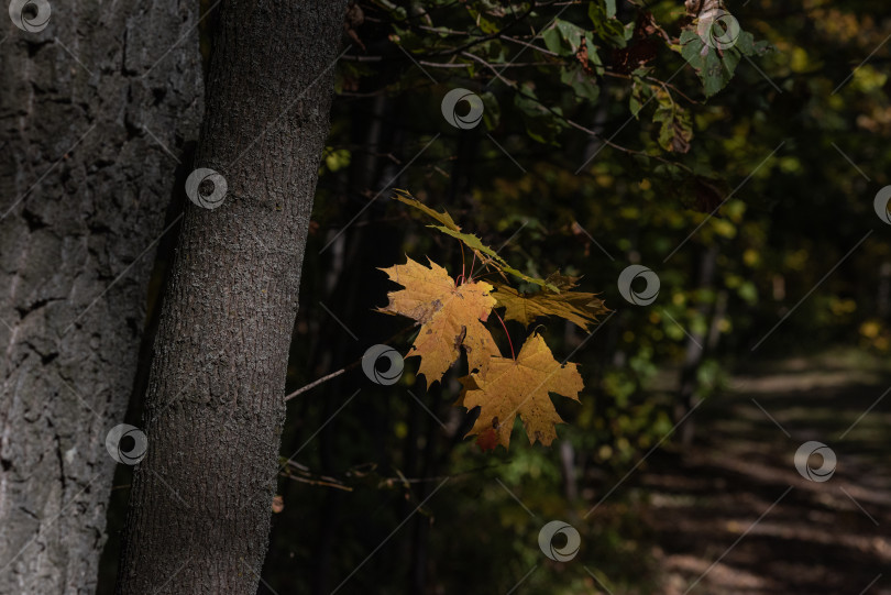 Скачать Кленовые листья на дереве. фотосток Ozero