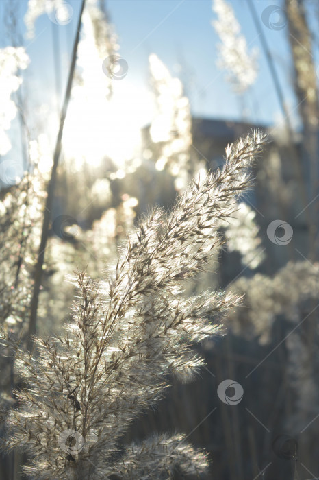 Скачать тростник фотосток Ozero