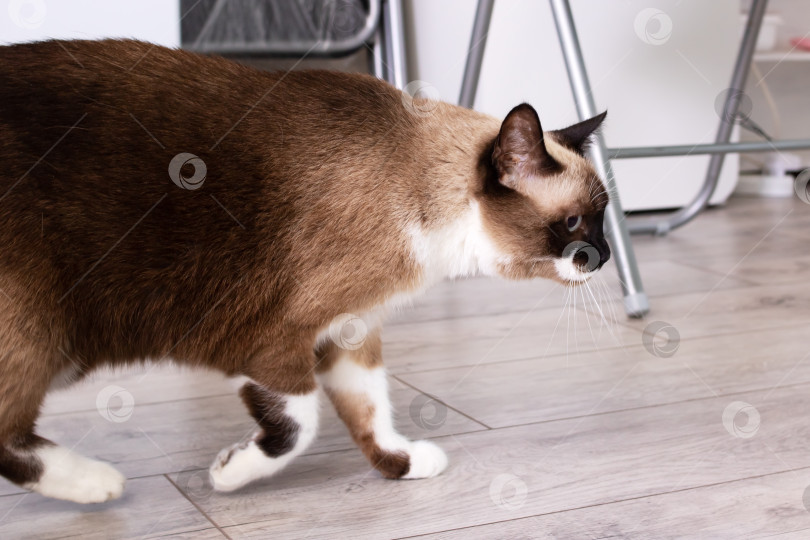 Скачать Сиамская кошка прогуливается по деревянному полу фотосток Ozero