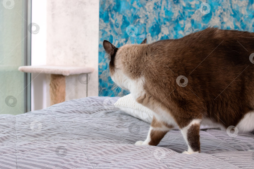 Скачать Сиамская кошка прогуливается по кровати крупным планом фотосток Ozero