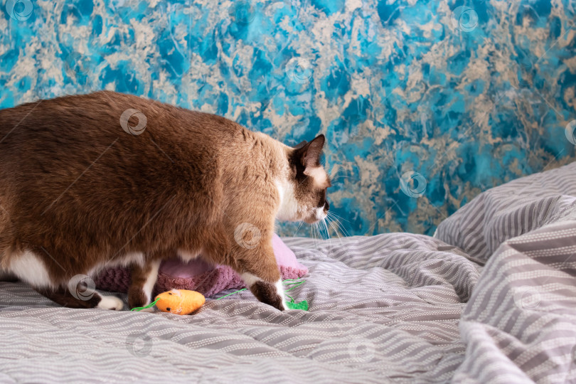 Скачать Сиамская кошка прогуливается по кровати крупным планом фотосток Ozero