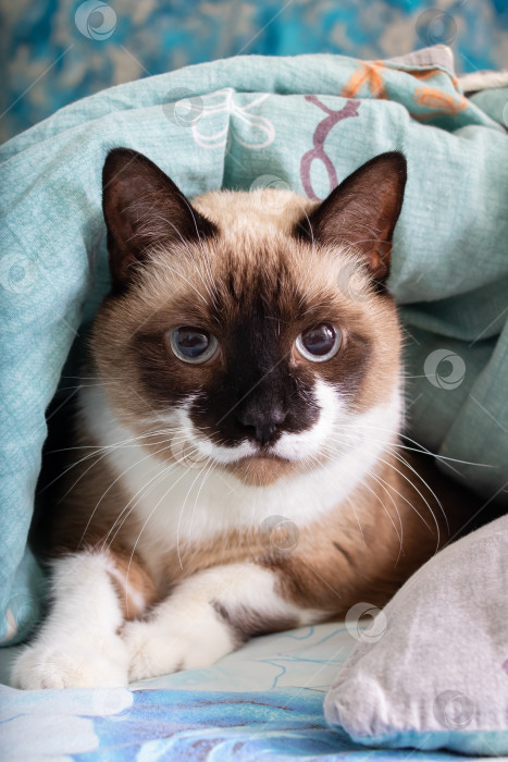 Скачать Серая кошка с голубыми глазами лежит на кровати фотосток Ozero