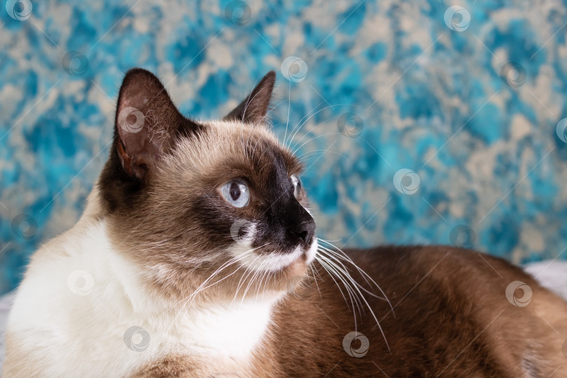 Скачать Портрет сиамской кошки с голубыми глазами крупным планом фотосток Ozero