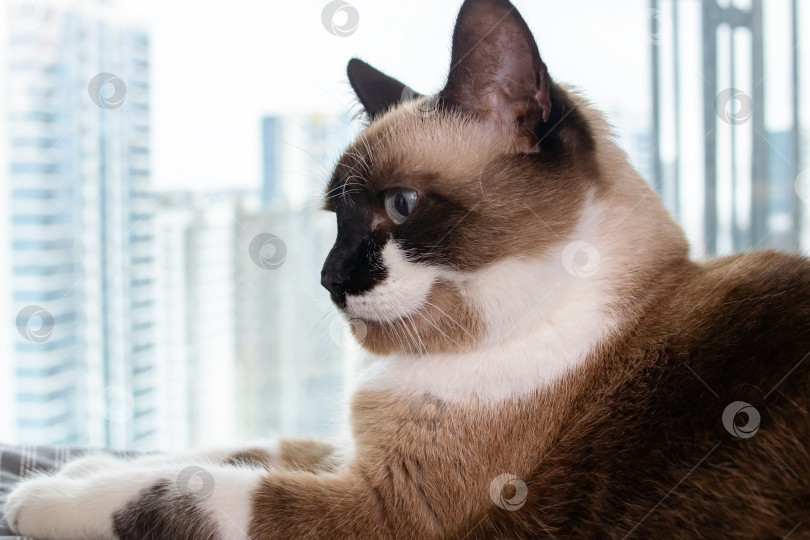 Скачать Сиамский кот у окна на фоне города фотосток Ozero
