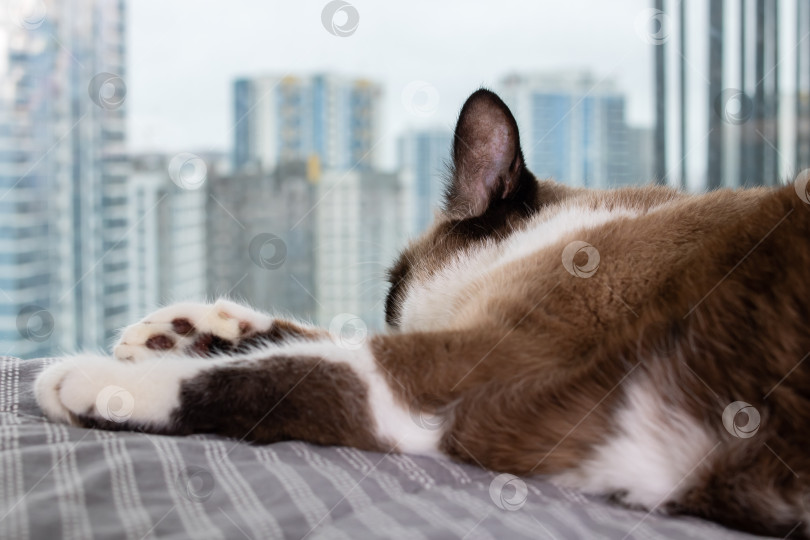 Скачать Сиамский кот у окна на фоне города фотосток Ozero