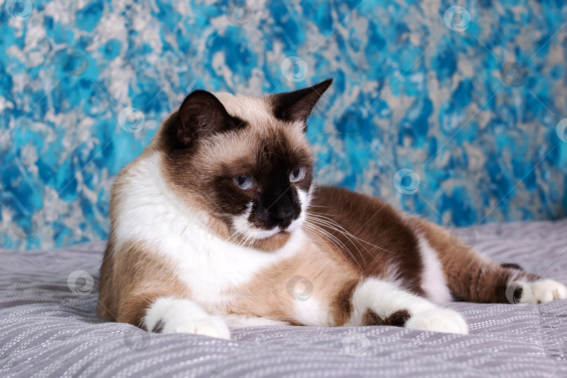 Скачать Серая кошка с голубыми глазами лежит на кровати фотосток Ozero
