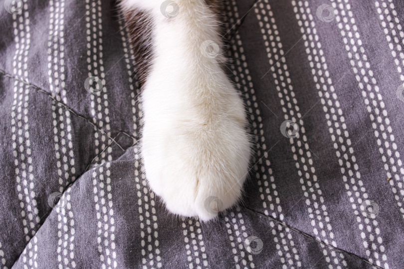 Скачать Белая лапа кошки на сером одеяле фотосток Ozero