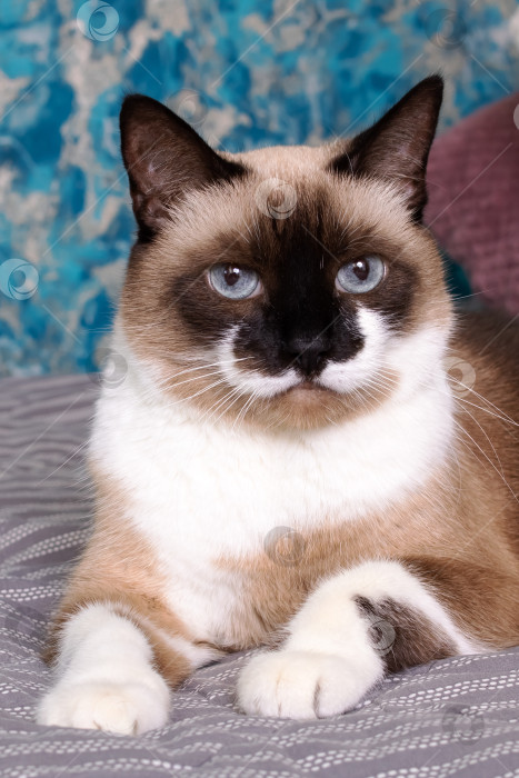 Скачать Портрет сиамской кошки с голубыми глазами крупным планом фотосток Ozero