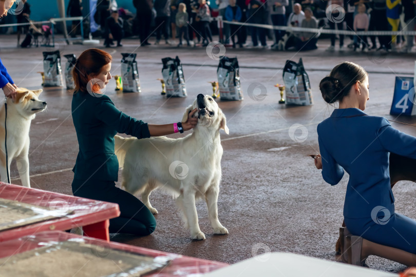 Скачать Беларусь, Минск - 14 октября 2023 года: лабрадор-ретривер на выставке собак фотосток Ozero