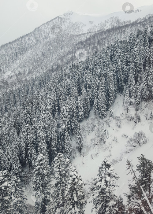 Скачать Архыз зимой, Карачаево-Черкесия, Россия фотосток Ozero