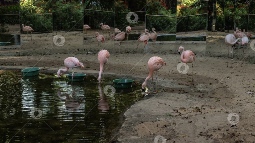 Скачать Стая розовых фламинго в вольере с зеркальными стенами. фотосток Ozero