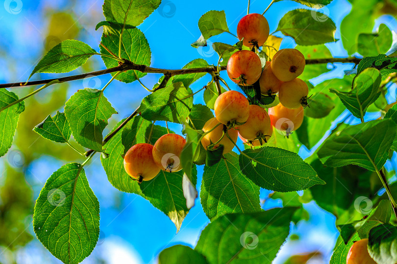Скачать Спелые яблоки в селективном фокусе висят на ветке дерева в саду. Плоды яблони созревают. фотосток Ozero