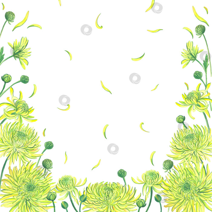 Скачать Акварельная иллюстрация.Цветы и листья желтой хризантемы на белом фоне в рамке. Отдельные элементы. фотосток Ozero