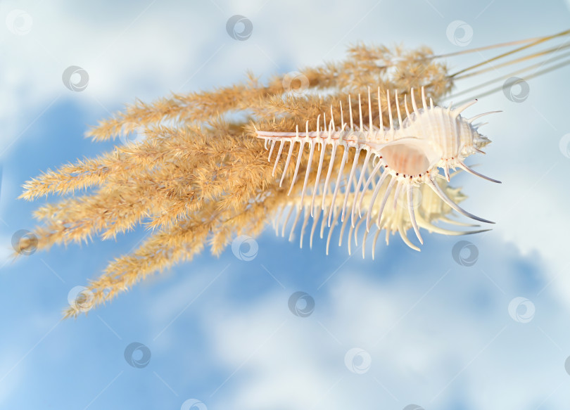 Скачать Морская раковина на фоне голубого неба. фотосток Ozero