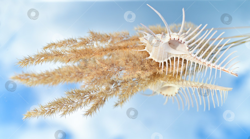Скачать Морская раковина на фоне голубого неба. фотосток Ozero