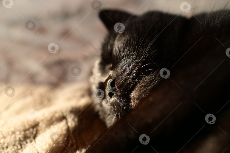 Скачать Морда спящей черной кошки крупным планом фотосток Ozero