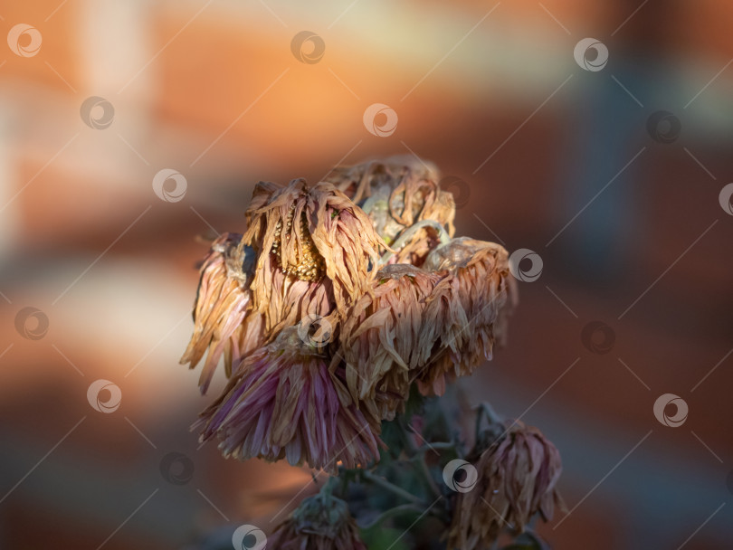 Скачать Сухой увядший цветок на закате в саду, как концепция смерти, одиночества и увядания фотосток Ozero