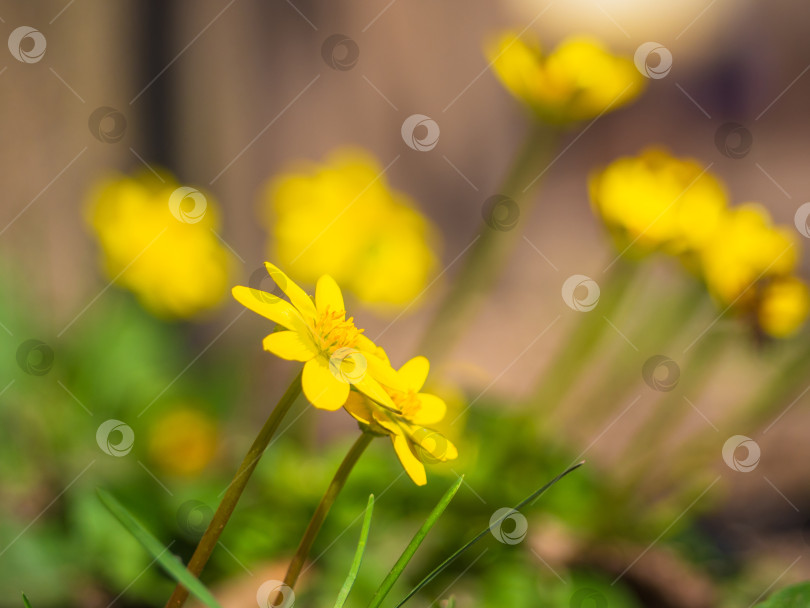 Скачать Распускающиеся маленькие желтые весенние цветочки.  фотосток Ozero