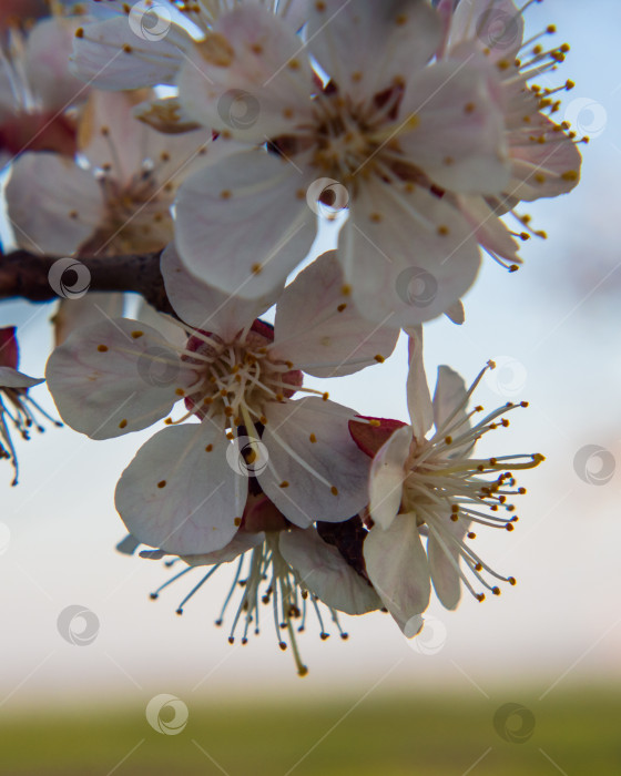 Скачать Крупный план весенних цветов абрикосового дерева на ветвях на фоне голубого неба и зеленой травы, цветущие абрикосовые деревья на открытом воздухе, мягкий фокус. Цветение фруктовых деревьев фотосток Ozero