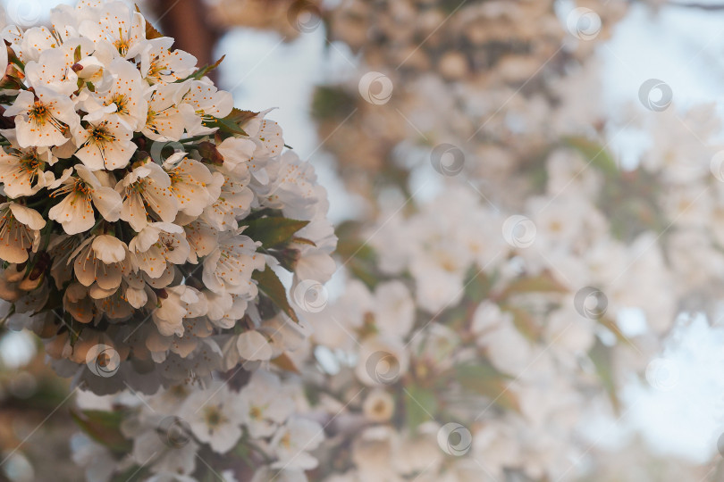 Скачать Весенний фон с цветущим фруктовым деревом. фотосток Ozero