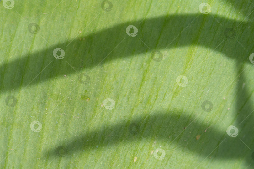 Скачать Макросъемка зеленого листа растения с падающими на него тенями фотосток Ozero