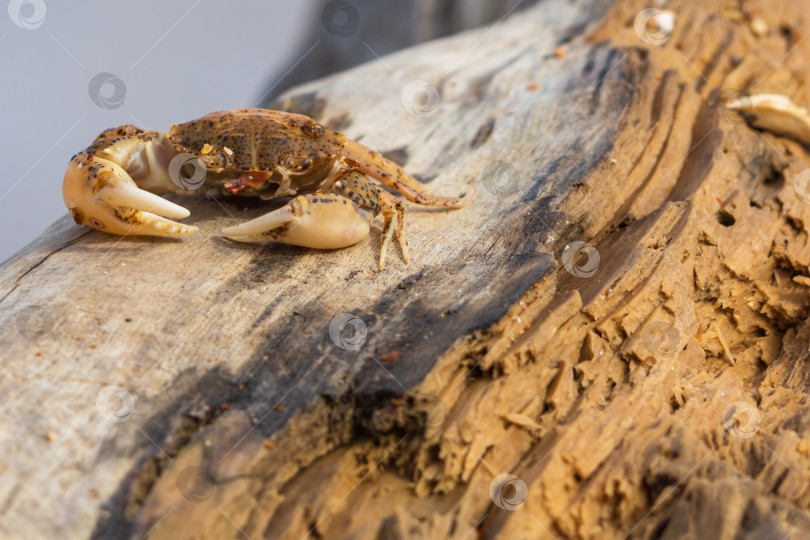 Скачать Маленький краб на старой деревянной доске. Животные в дикой природе фотосток Ozero