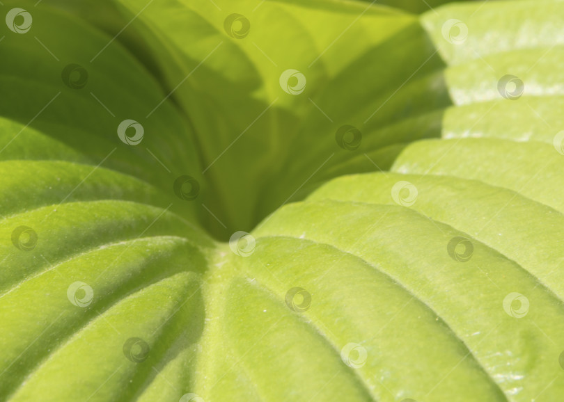 Скачать Зеленый лист тропического растения крупным планом на мягком фоне. Крупный план зеленого листа с естественным рисунком при дневном свете. Зеленый естественный текстурированный фон фотосток Ozero