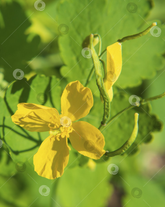 Скачать Желтый цветок чистотела крупным планом на фоне зелени фотосток Ozero