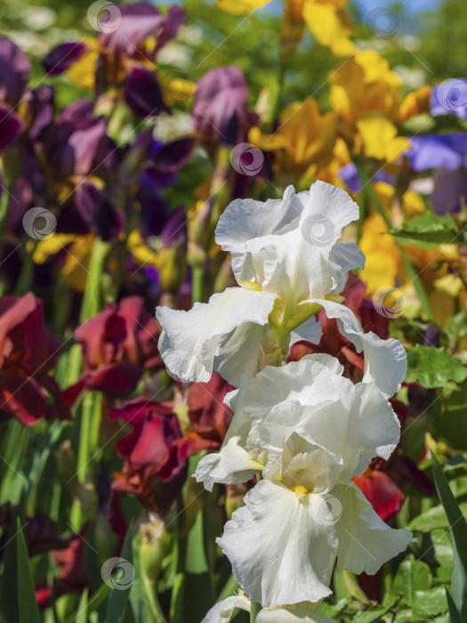 Скачать Крупный план красивого белоснежного цветка ириса на фоне разноцветных цветов ириса в солнечном саду фотосток Ozero