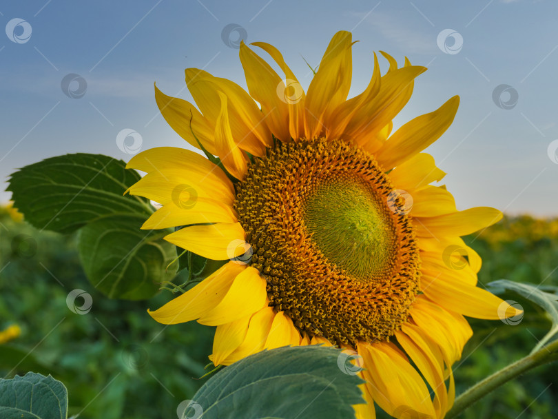Скачать Ярко-желтый распускающийся цветок подсолнуха крупным планом на подсолнечном поле. прекрасный цветок подсолнуха фотосток Ozero