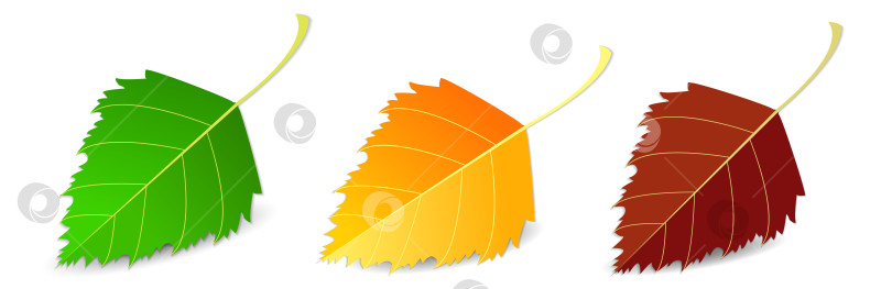 Скачать Набор осенних листьев разных цветов на белом фоне с тенью. Концепция - осень, осеннее настроение. Изолированные осенние элементы для дизайна. березовые листья фотосток Ozero