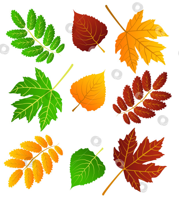 Скачать Набор осенних листьев разных цветов на белом фоне с тенью. Концепция - осень, осеннее настроение. Изолированные осенние элементы для дизайна. Кленовые листья, березовые листья фотосток Ozero