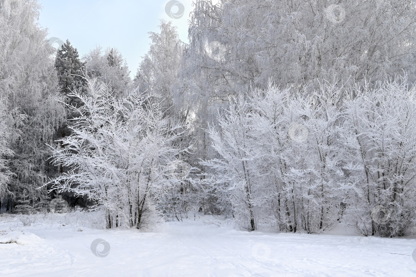 Скачать Заснеженная дорога в зимнем лесу. фотосток Ozero