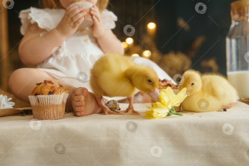 Скачать Милые пушистые утята на пасхальном столе с перепелиными яйцами и пасхальными кексами, рядом с маленькой девочкой. Концепция счастливой Пасхи фотосток Ozero
