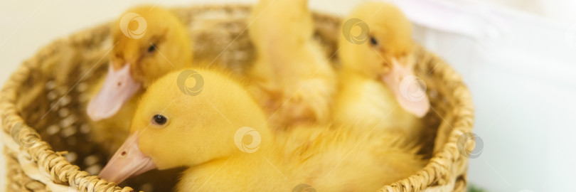 Скачать Живые желтые утки в плетеной корзинке из рогожи крупным планом. концепция выращивания животных на ферме. фотосток Ozero