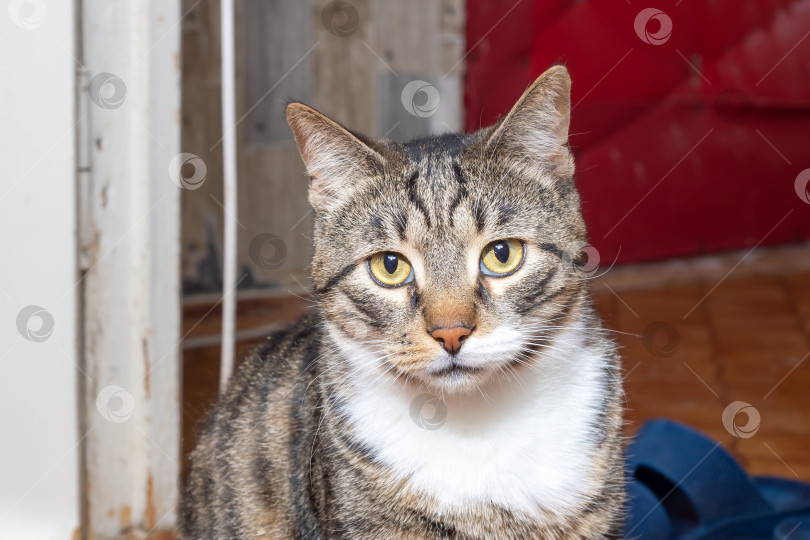 Скачать Грустный полосатый кот, лежащий дома крупным планом фотосток Ozero