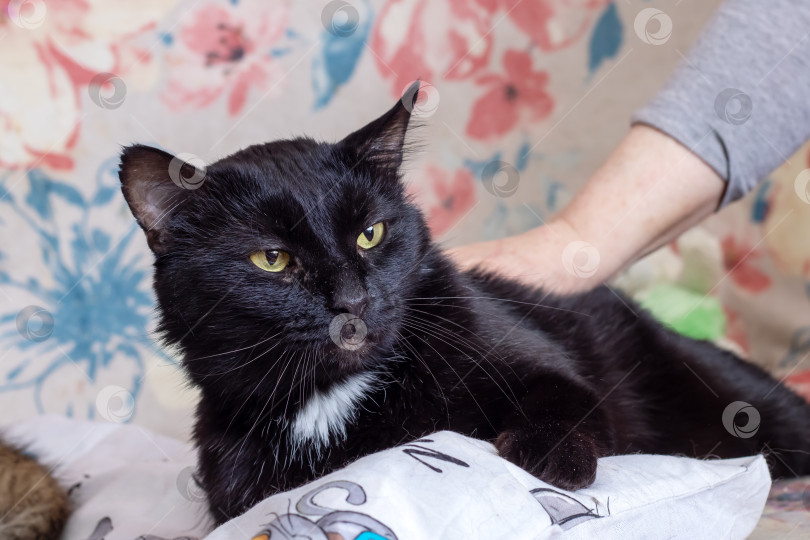 Скачать Большая черная кошка дома портрет крупным планом фотосток Ozero