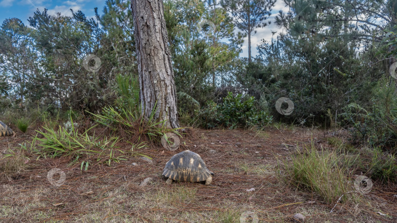 Скачать Уникальная черепаха Astrochelys radiata, эндемик Мадагаскара фотосток Ozero