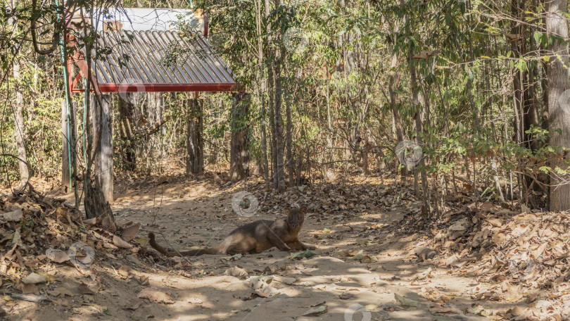 Скачать Уникальное животное- эндемик Мадагаскара - фосса фотосток Ozero