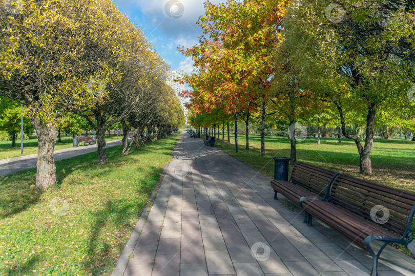 Скачать Осенняя аллея в городском парке фотосток Ozero