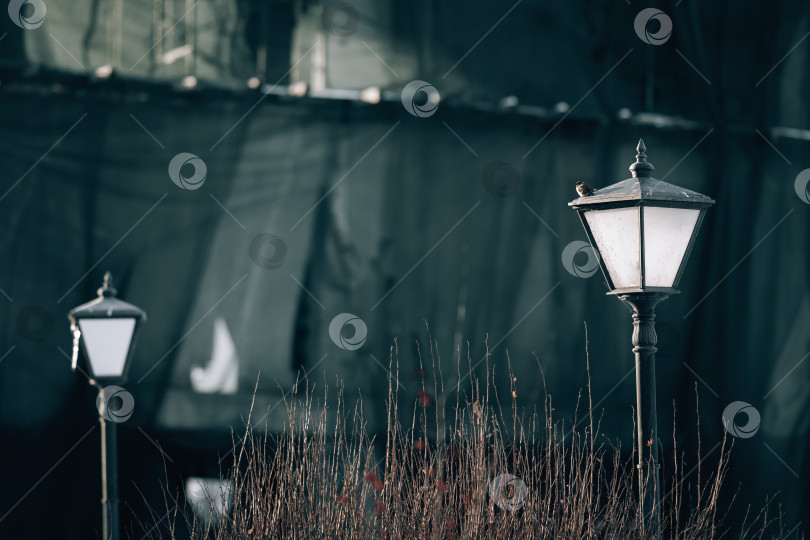 Скачать Замерзший воробей сидит зимой на уличном фонаре фотосток Ozero