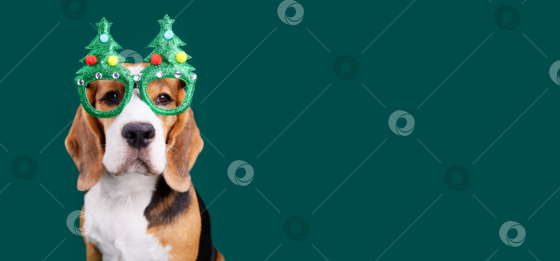 Скачать Собака породы бигль в очках в форме рождественской елки фотосток Ozero