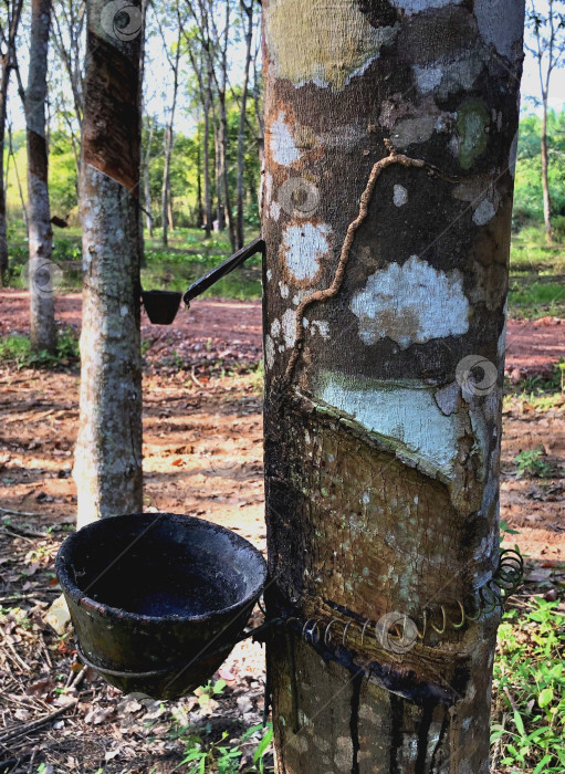 Скачать Добыча каучука из каучукового дерево или гевеи в Таиланде фотосток Ozero