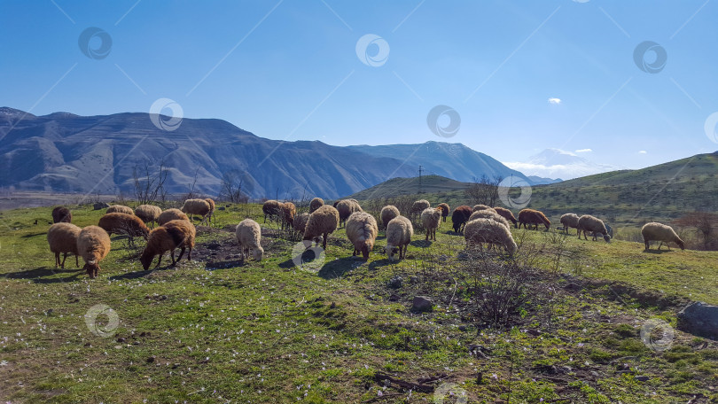 Скачать Разноцветные овечки в горах Армении ранней весной фотосток Ozero