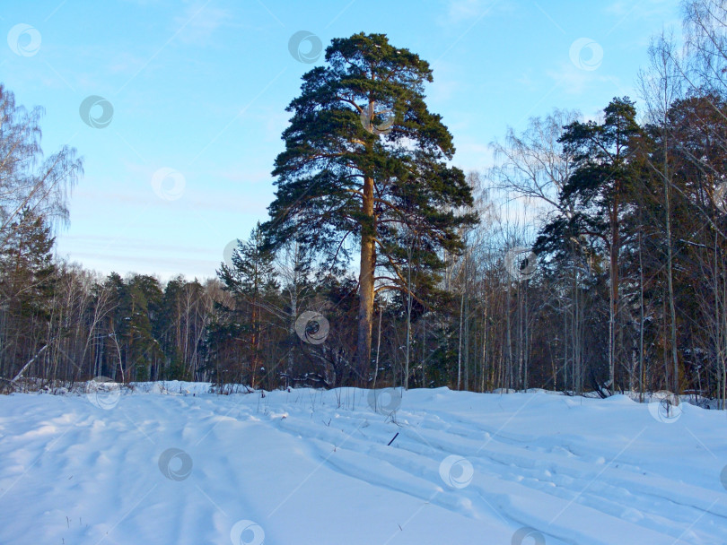 Скачать Урал,природа,Лес,Зима фотосток Ozero