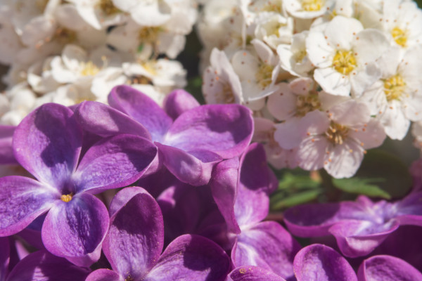[object Object] undefined