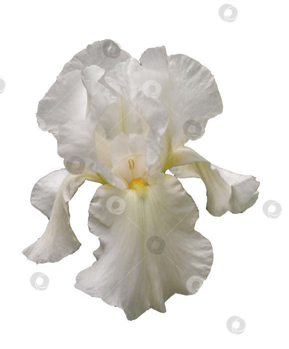 Скачать Красивый белый цветок ириса фотосток Ozero