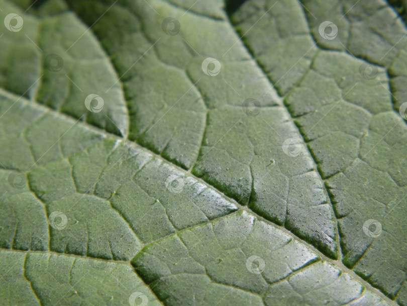 Скачать Натуральный зеленый лист растения, как весенний текстурный фон, обложка, обои для рабочего стола фотосток Ozero