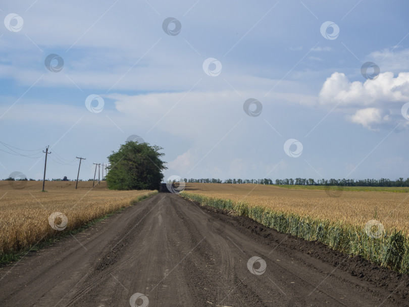 Скачать Черная грунтовая дорога между желтыми полями рядом с деревьями и электрическими сетями на фоне голубого неба с белыми облаками. фотосток Ozero